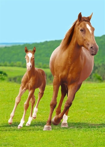 Børnetæppe - Hest med føl - 100x140 cm - Blødt og lækkert Fleece tæppe - Borg Living